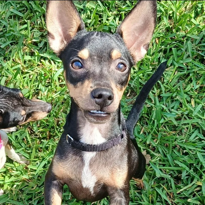 A young small-sized male Black Miniature Pinscher dog named Beans for adoption in CORPUS CHRISTI, TX