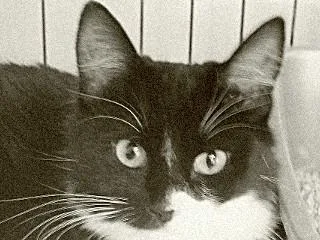 A young small-sized female Black & White / Tuxedo Domestic Medium Hair cat named Nellie for adoption in Anaconda, MT