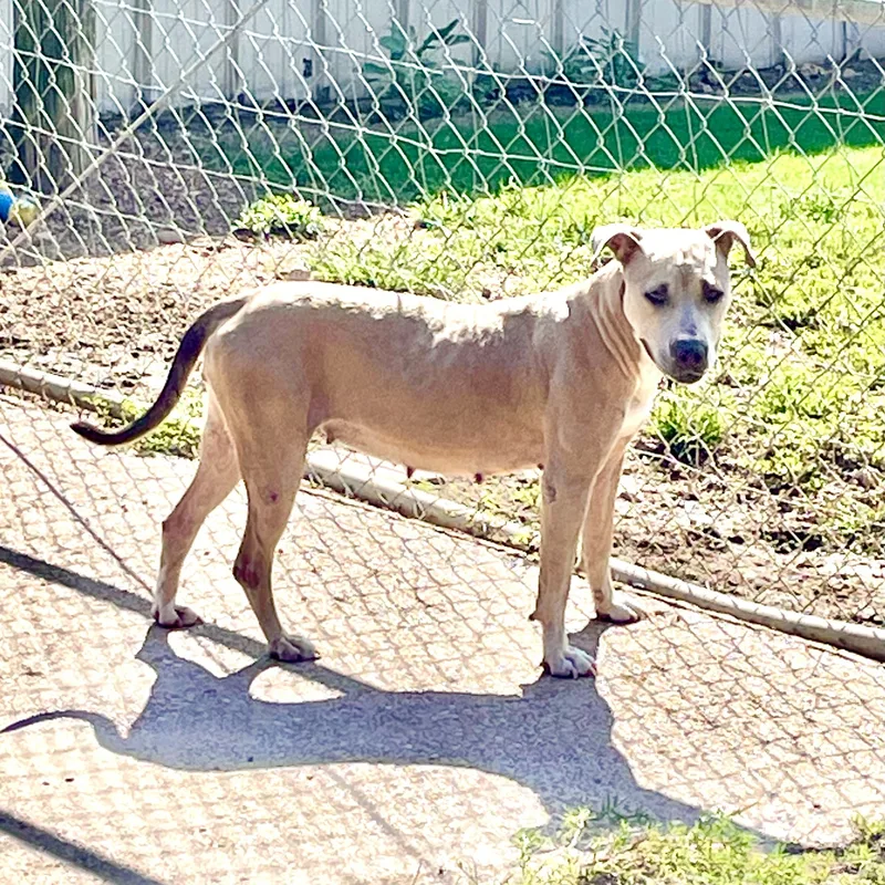 A young medium-sized female Apricot / Beige Mixed Breed dog named Tillie for adoption in Tunica, MS