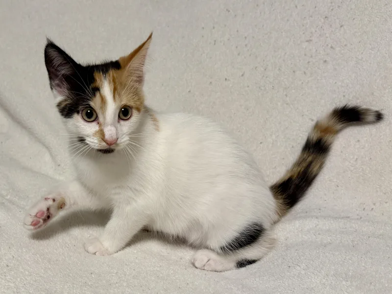 A baby small-sized female Calico cat named Nessa for adoption in Blaine, MN