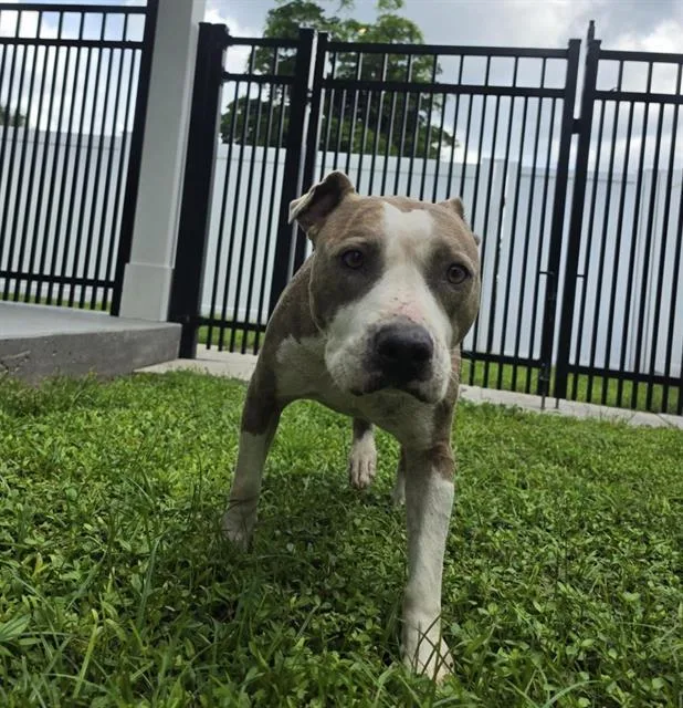 An adult medium-sized female Mixed Breed dog named Scarlet for adoption in Palmetto, FL