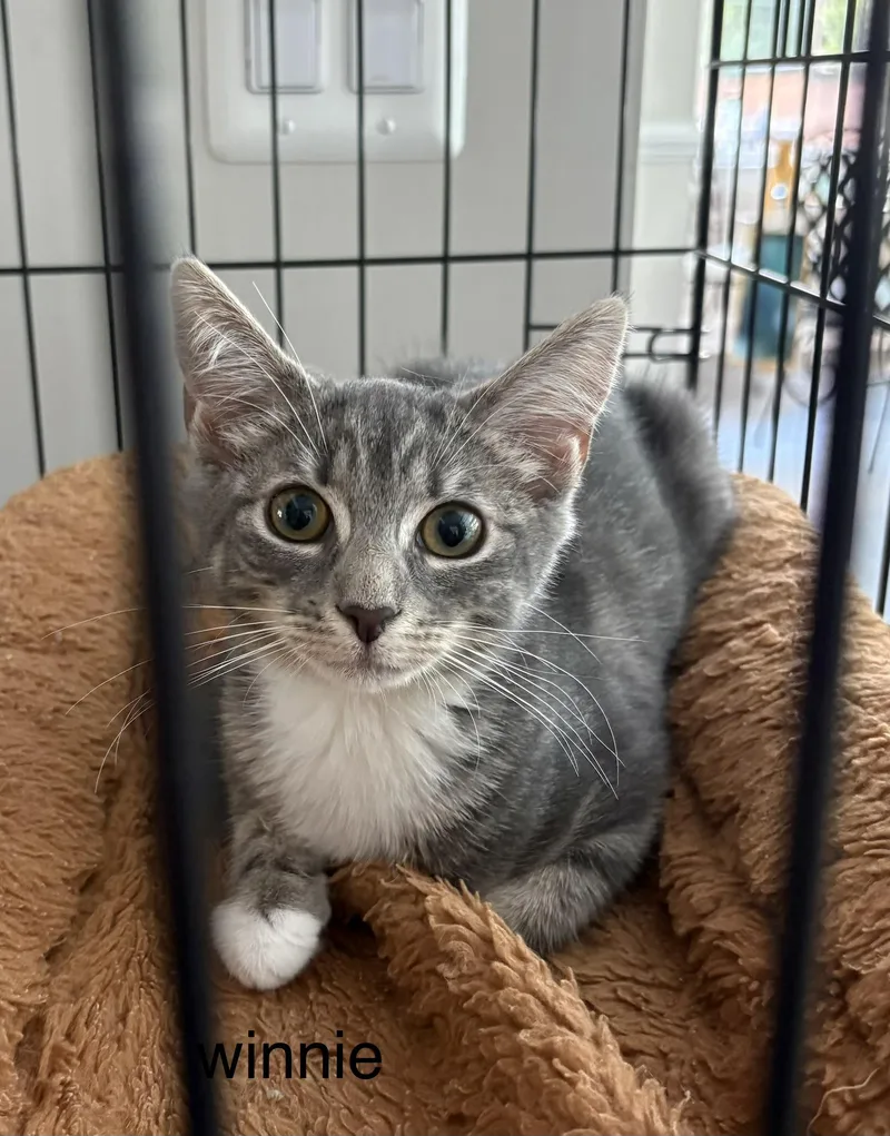A baby small-sized female Gray & White Domestic Short Hair cat named Winnie for adoption in Annapolis, MD