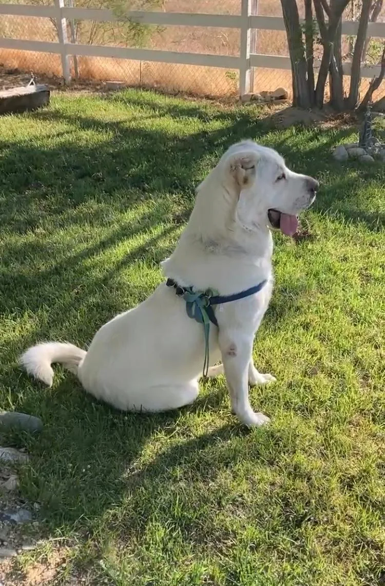 A young extra large-sized male White / Cream Sheep Dog dog named Archie for adoption in Rancho Palos Verdes, CA