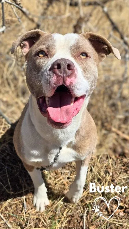 An adult medium-sized male Pit Bull Terrier dog named Buster for adoption in Monte Vista, CO