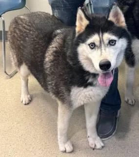 An adult large-sized female Black Husky dog named Princess for adoption in Manassas, VA