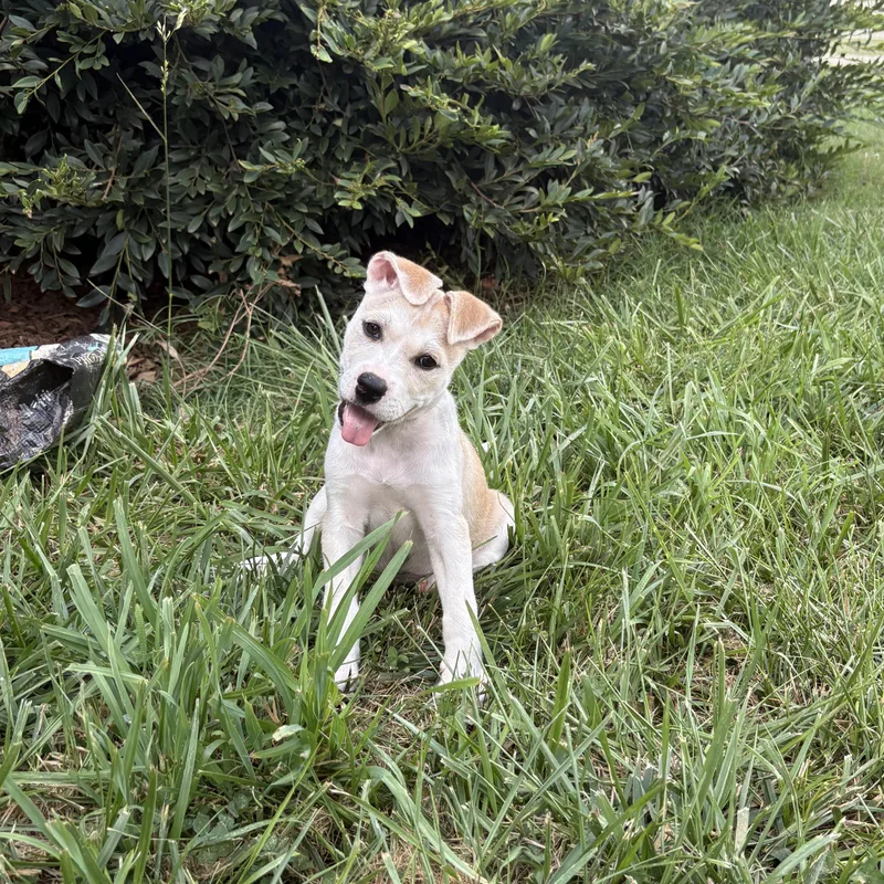 A baby medium-sized female Pit Bull Terrier dog named Monica for adoption in Charlotte, NC
