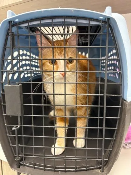 An adult medium-sized female Orange / Red Domestic Short Hair cat named The Prettiest Girl At for adoption in Kansas City, MO