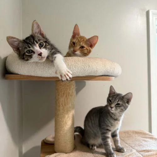 A baby small-sized male Tabby (Brown / Chocolate) Domestic Short Hair cat named Noir for adoption in Sanford, NC