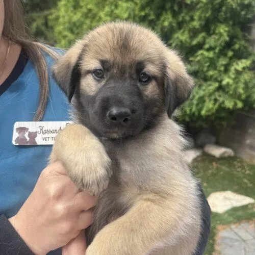 A baby large-sized female Sable Anatolian Shepherd dog named Ronnie for adoption in Lincolnshire, IL