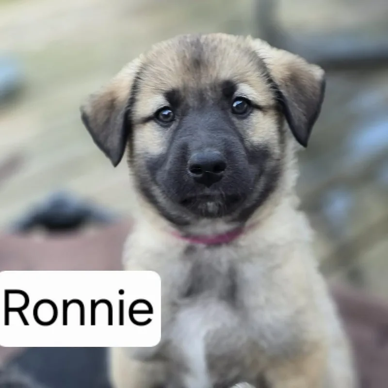 Ronnie thumbnail 2
