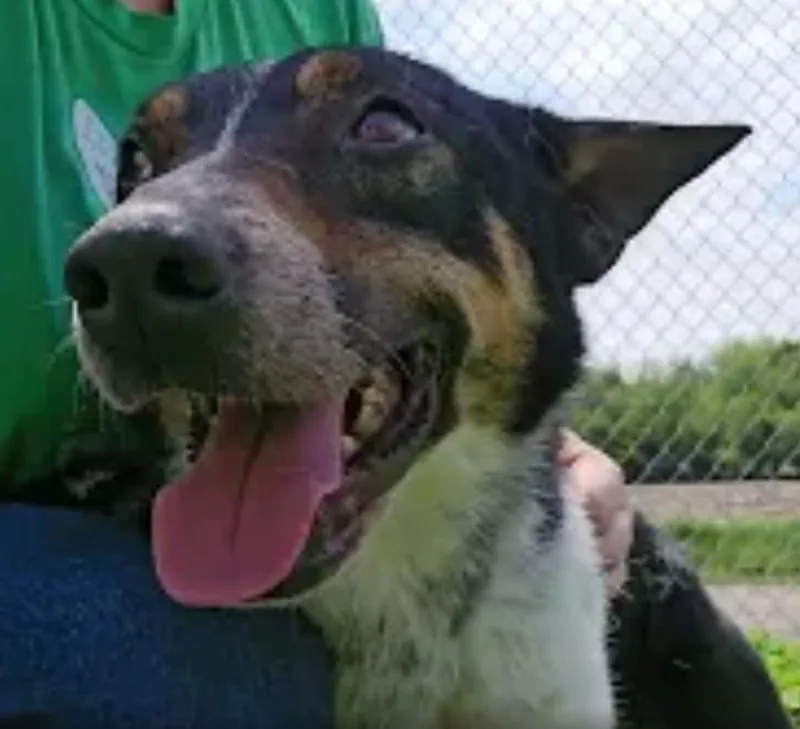 A young medium-sized male Australian Cattle Dog / Blue Heeler dog named Skippy for adoption in Dyer, IN