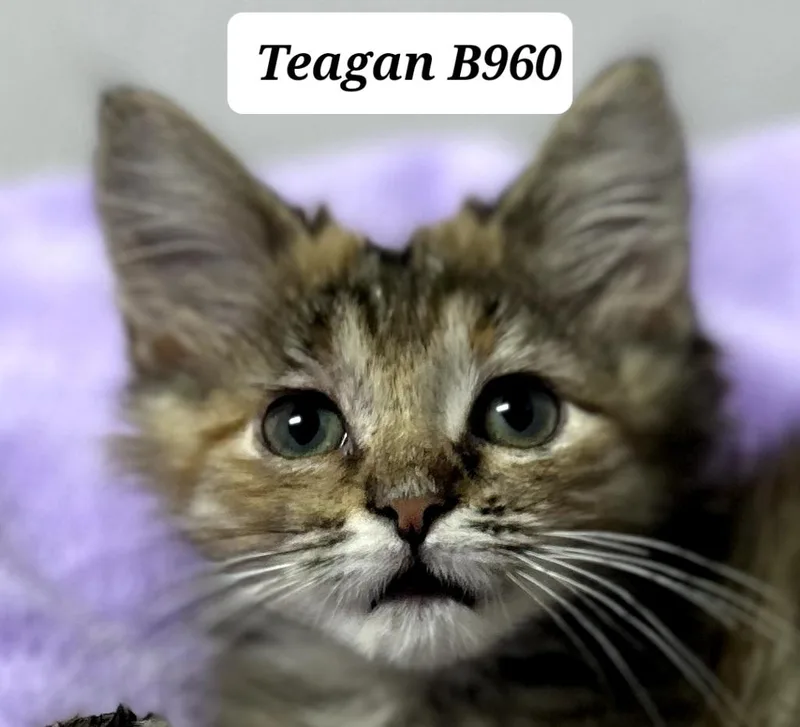 A baby medium-sized female Tortoiseshell Domestic Long Hair cat named Teagan for adoption in Morganton, NC