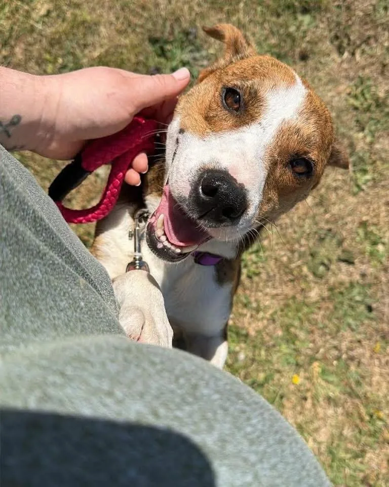 A young medium-sized female Brindle Mixed Breed dog named Rosie for adoption in Aberdeen, NC