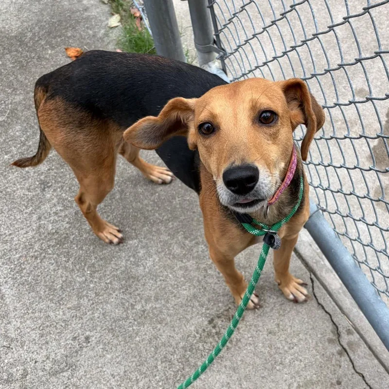 A young medium-sized male Hound dog named Lime for adoption in Chesapeake, VA