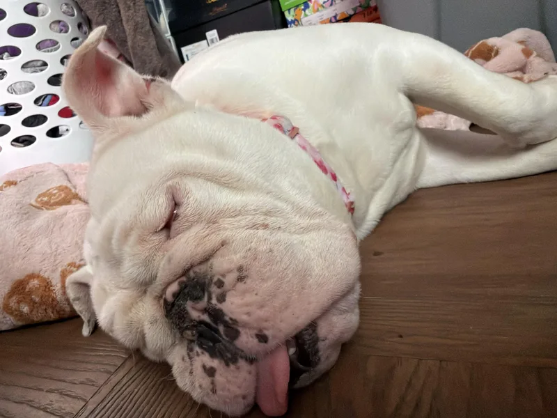 A young medium-sized female English Bulldog dog named Hope for adoption in Belmar, NJ