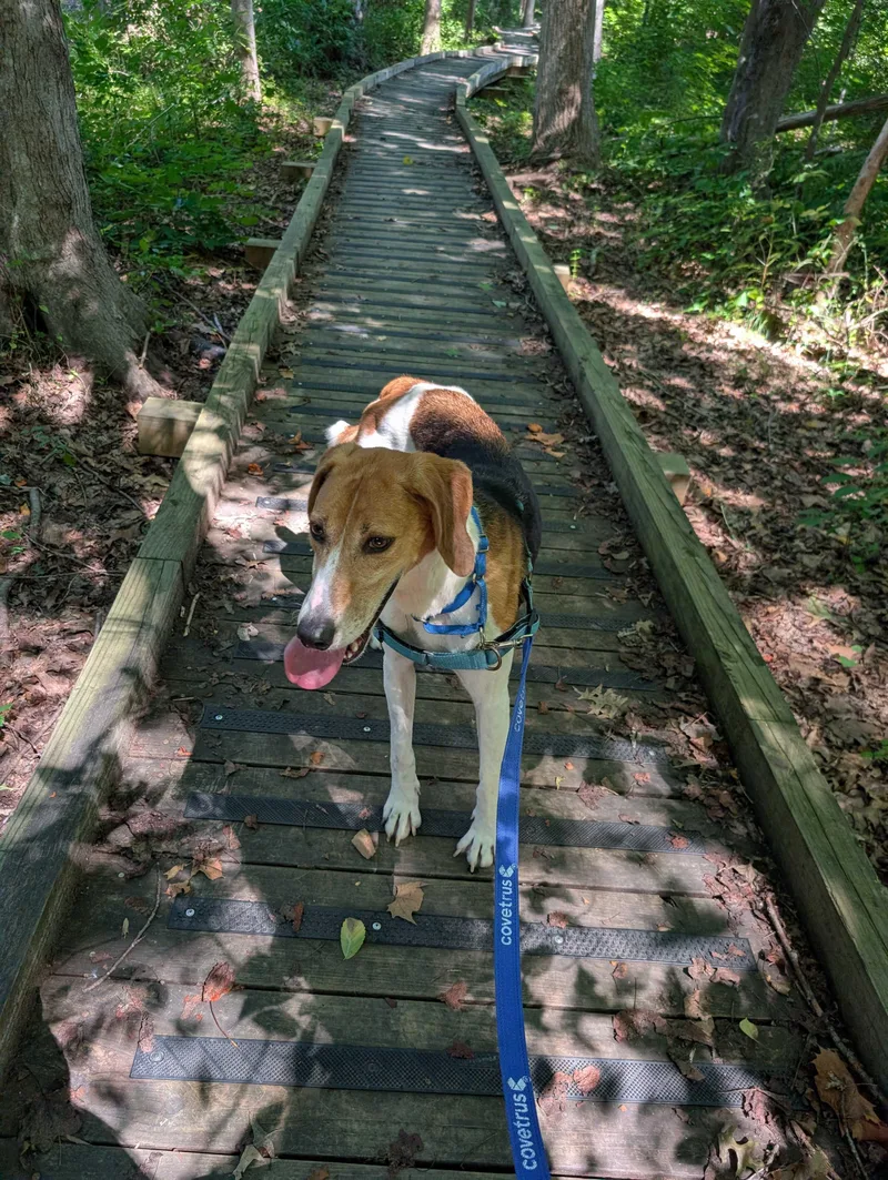An adult medium-sized female Tricolor (Brown, Black, & White) Treeing Walker Coonhound dog named Kd for adoption in Maidens, VA