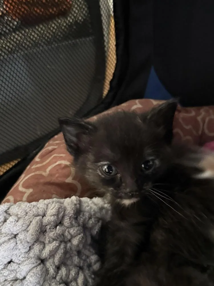 A baby medium-sized female Domestic Short Hair cat named Tootsie for adoption in Clinton Township, MI
