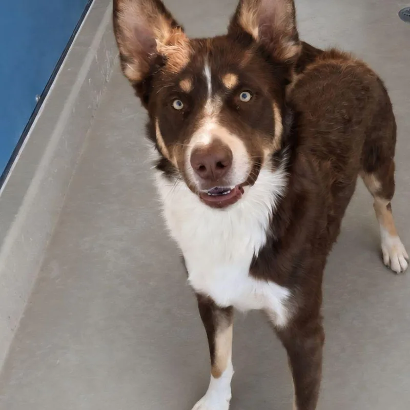 An adult medium-sized male Australian Shepherd dog named Copper for adoption in Kingman, AZ