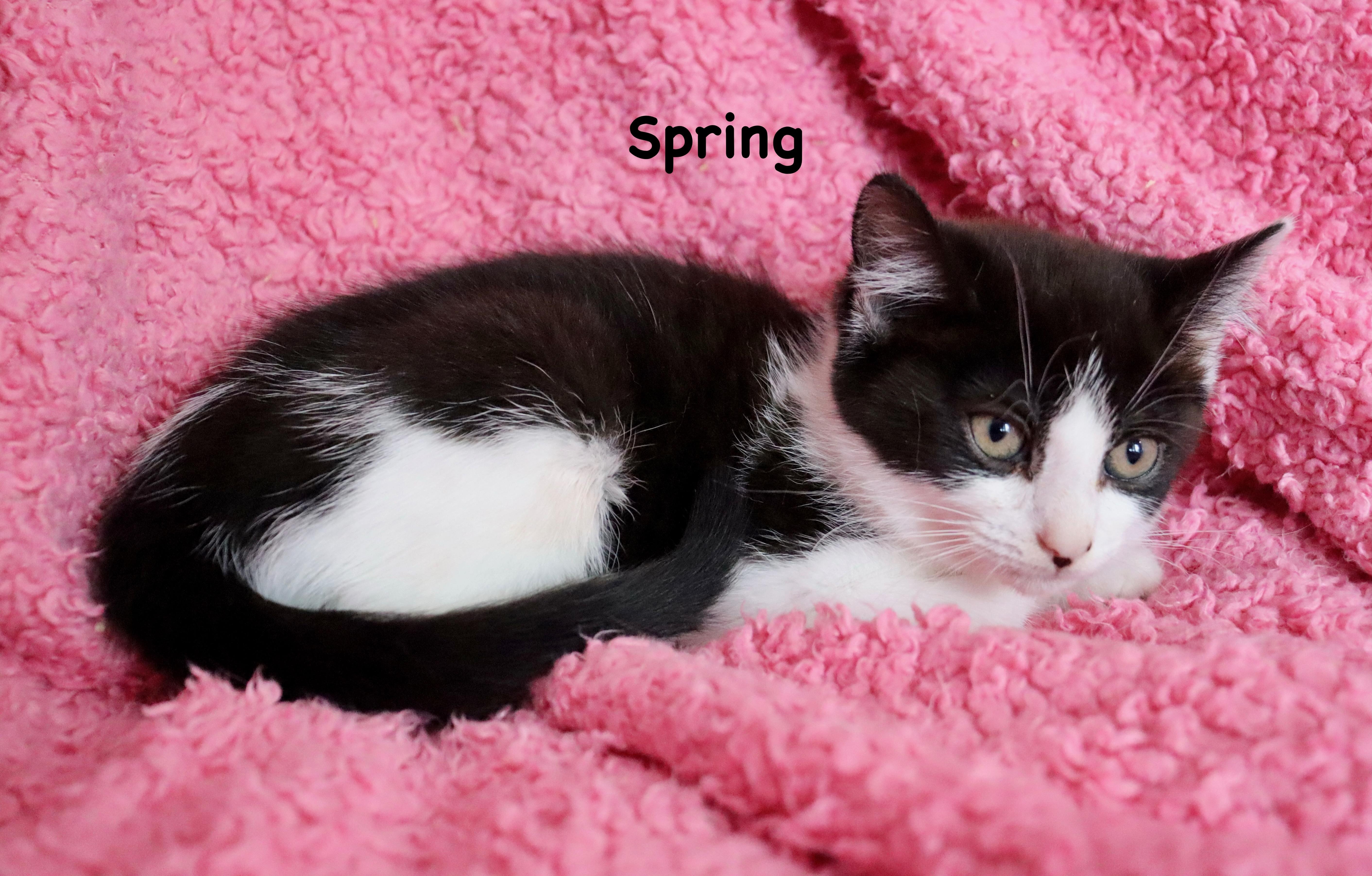 Spring thumbnail 2