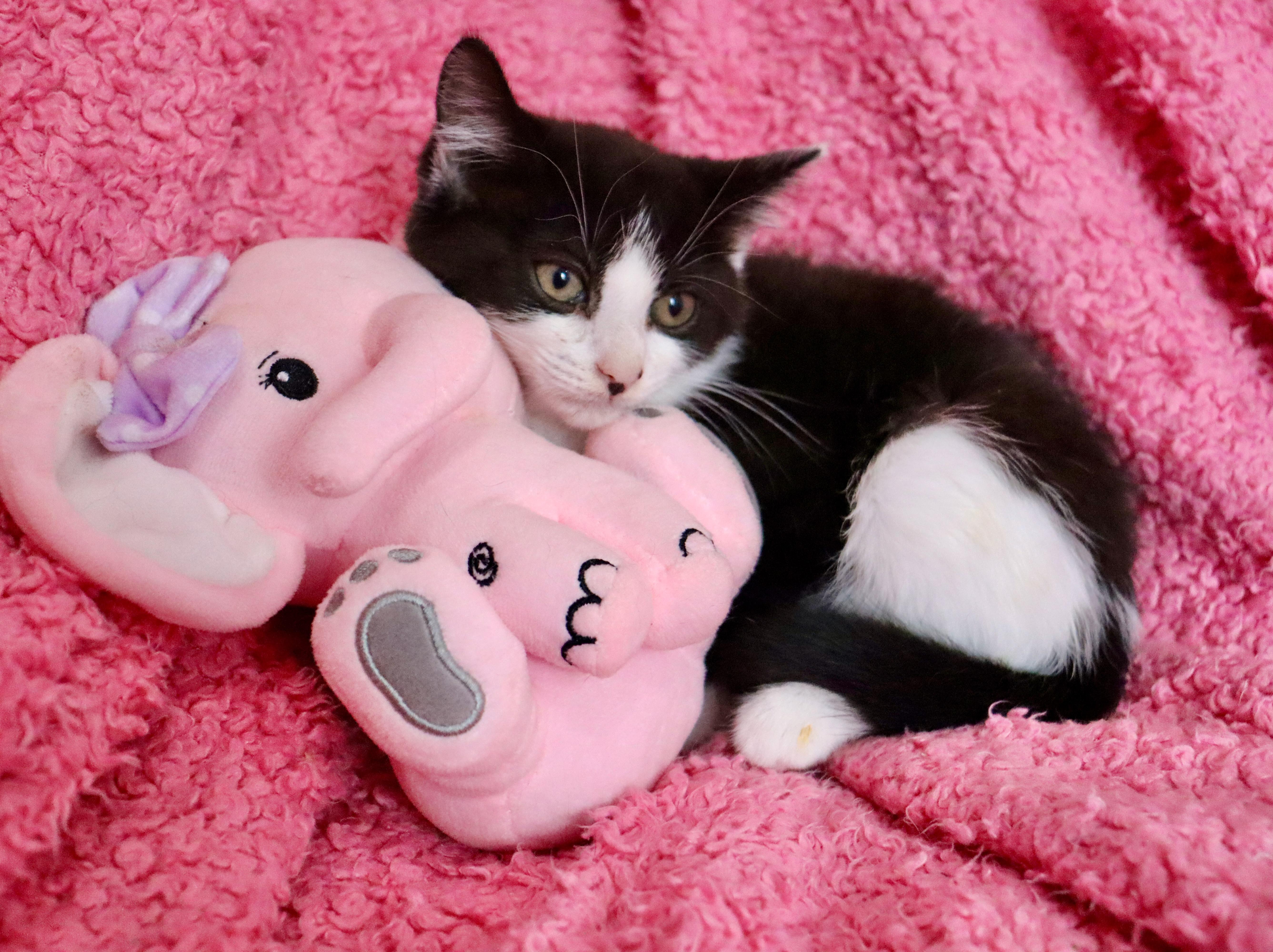 A baby medium-sized female Black & White / Tuxedo Tuxedo cat named Spring for adoption in Saint Augustine, FL