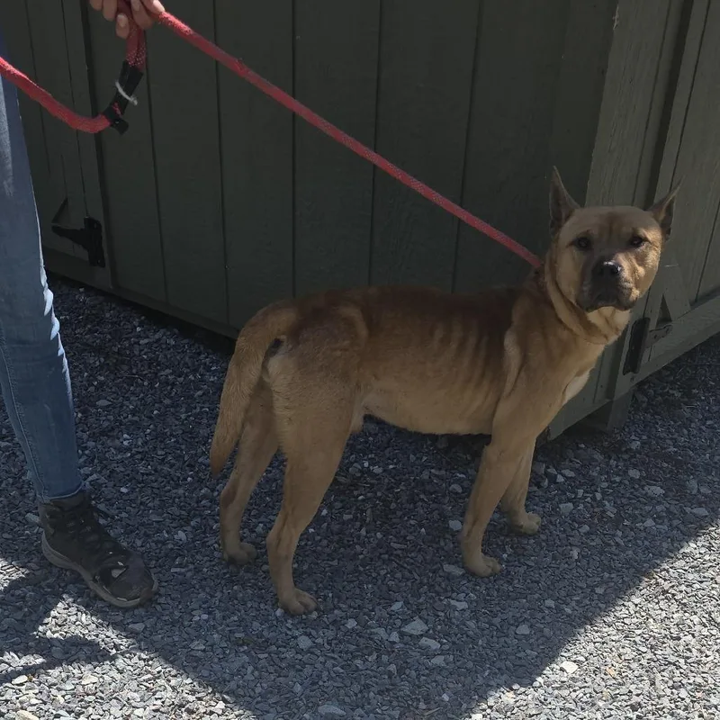 An adult medium-sized male Yellow / Tan / Blond / Fawn Mixed Breed dog named Burger king for adoption in Yanceyville, NC