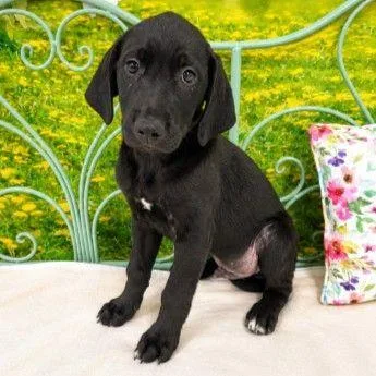 A baby small-sized male Mixed Breed dog named Chase for adoption in Westland, MI