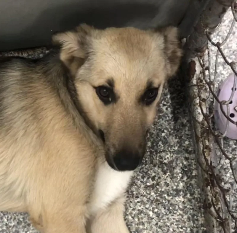 A young medium-sized female Yellow / Tan / Blond / Fawn Shepherd dog named Satine for adoption in Parma, OH
