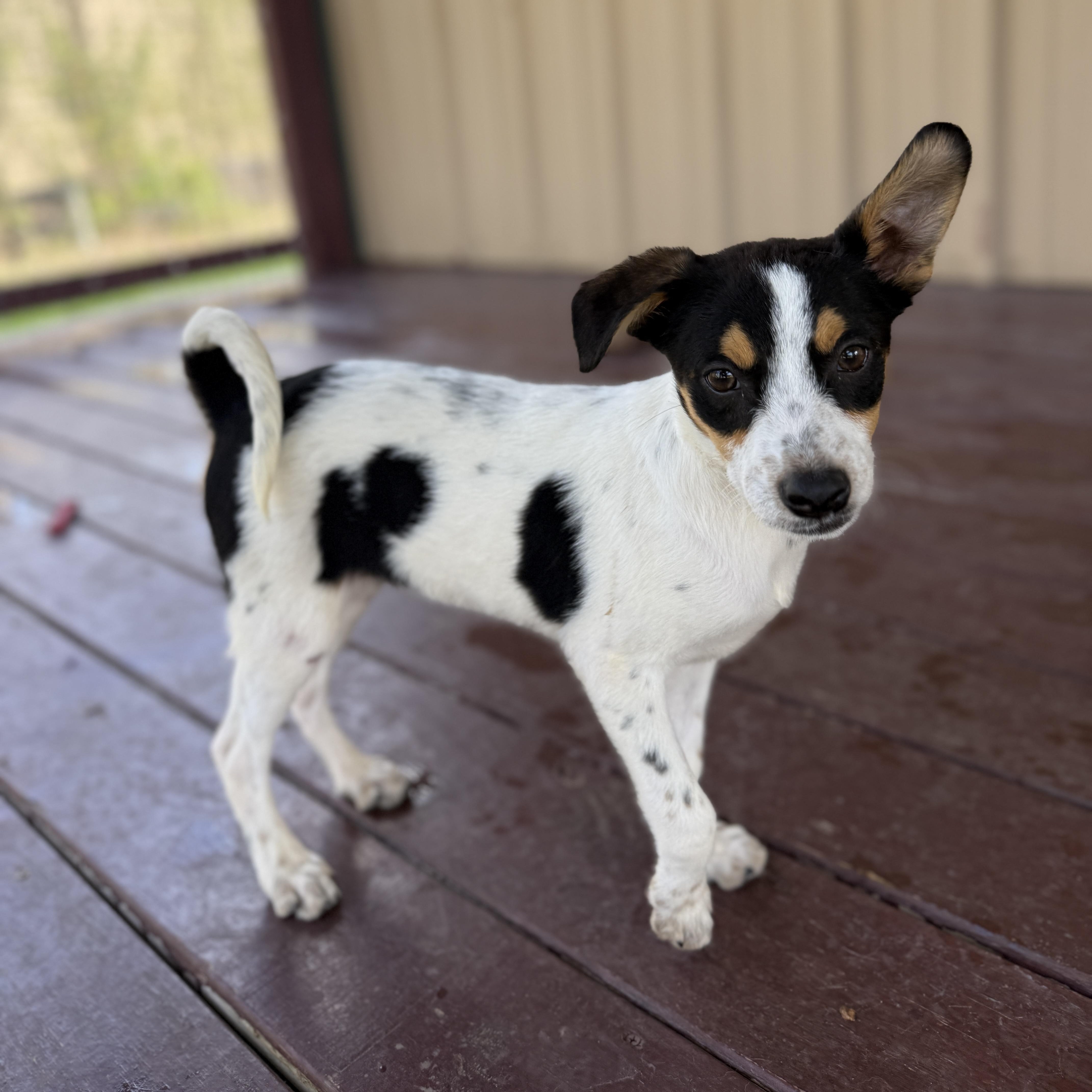 Cheyenne thumbnail 2