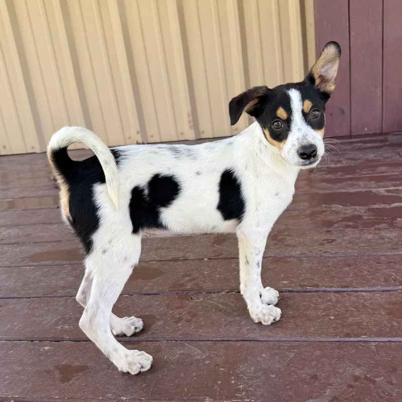 Cheyenne thumbnail 3