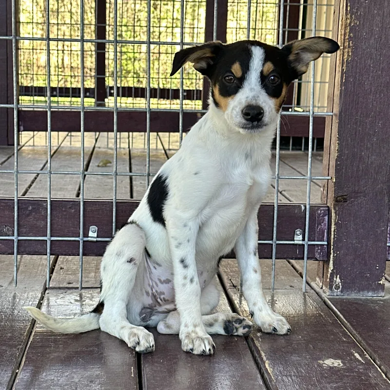 Cheyenne thumbnail 4