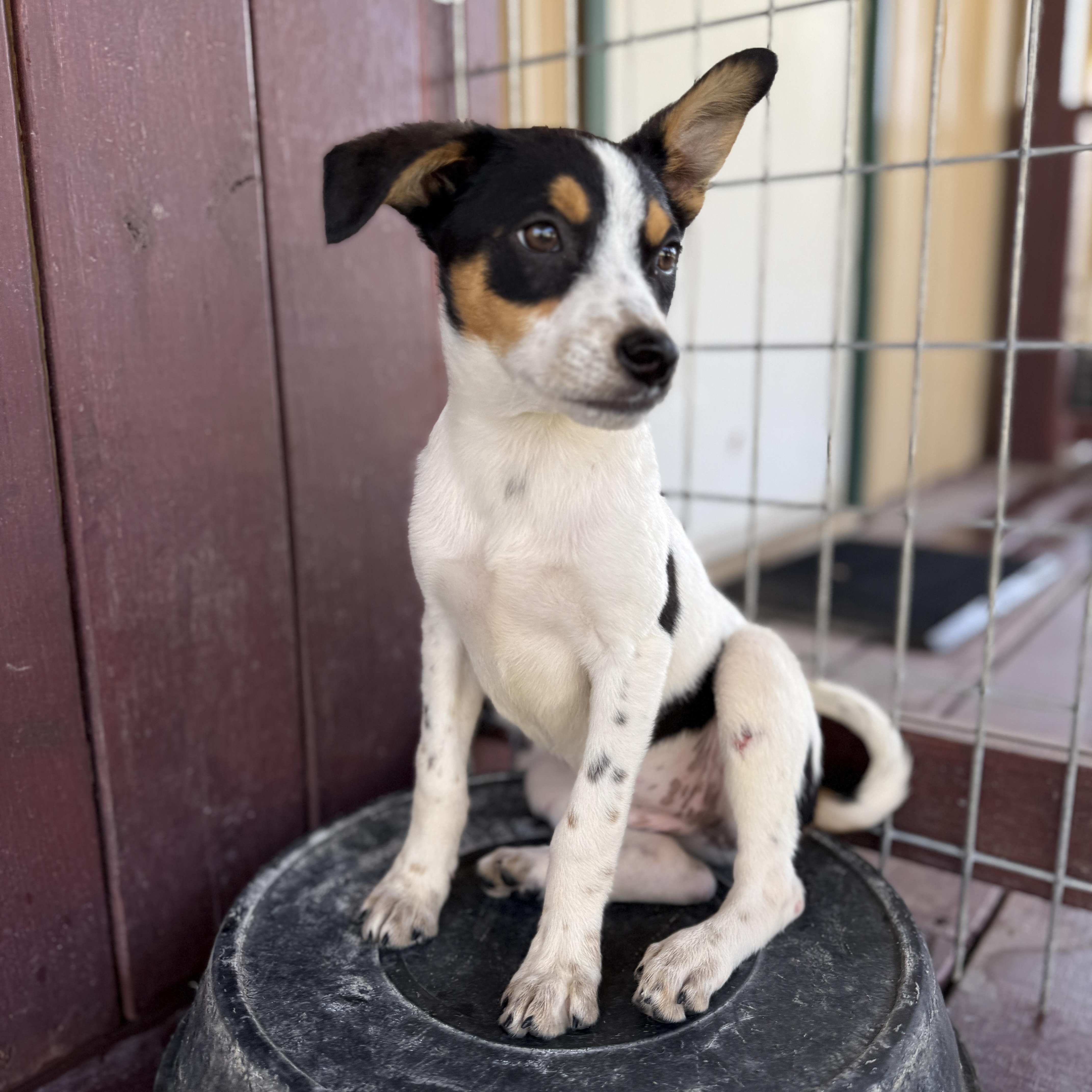 Cheyenne thumbnail 5