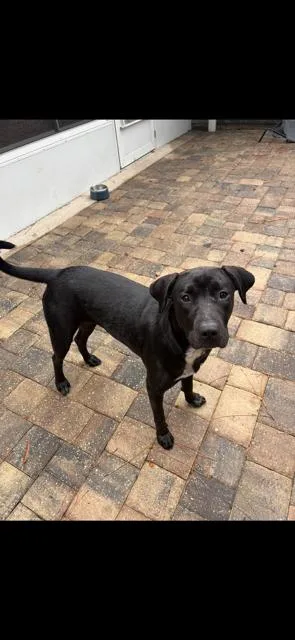 A young large-sized female Black Labrador Retriever dog named Celeste for adoption in Saint Augustine, FL