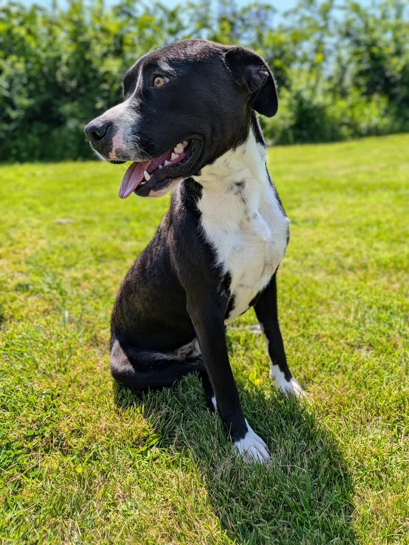 A young medium-sized male Black Terrier dog named Jack for adoption in Mount Carmel, IL