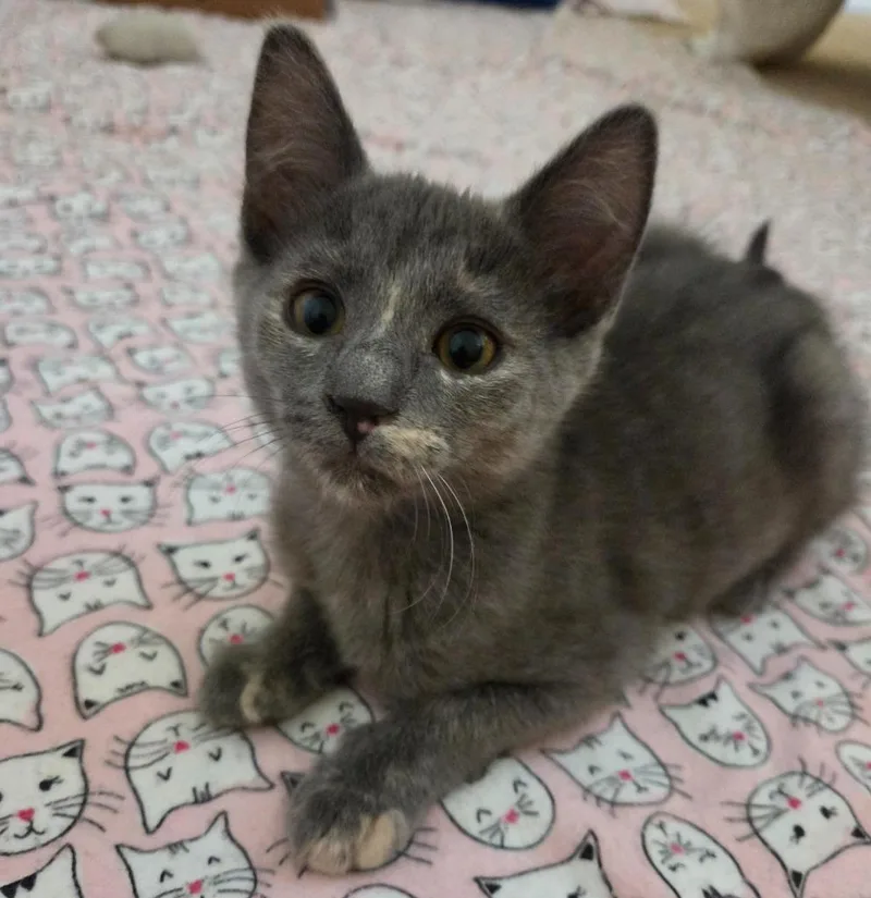 A baby medium-sized female Domestic Short Hair cat named Misty for adoption in Salt Lake City, UT