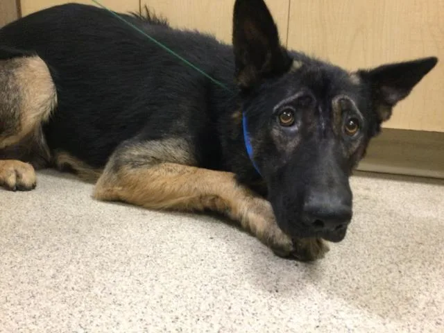 A young large-sized male German Shepherd Dog dog named Duke for adoption in Riverside, CA