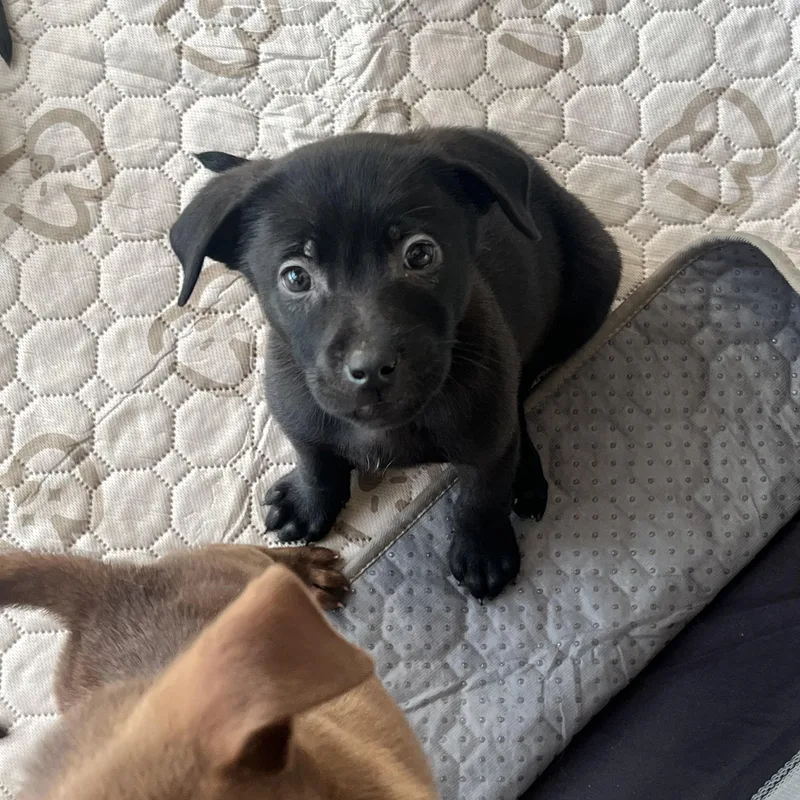 A baby medium-sized male Black Labrador Retriever dog named Ash for adoption in Davisburg, MI