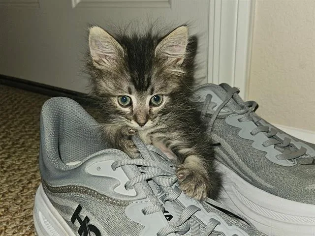 A baby small-sized male Domestic Short Hair cat named Hairy Harry The Lorax for adoption in Camarillo, CA