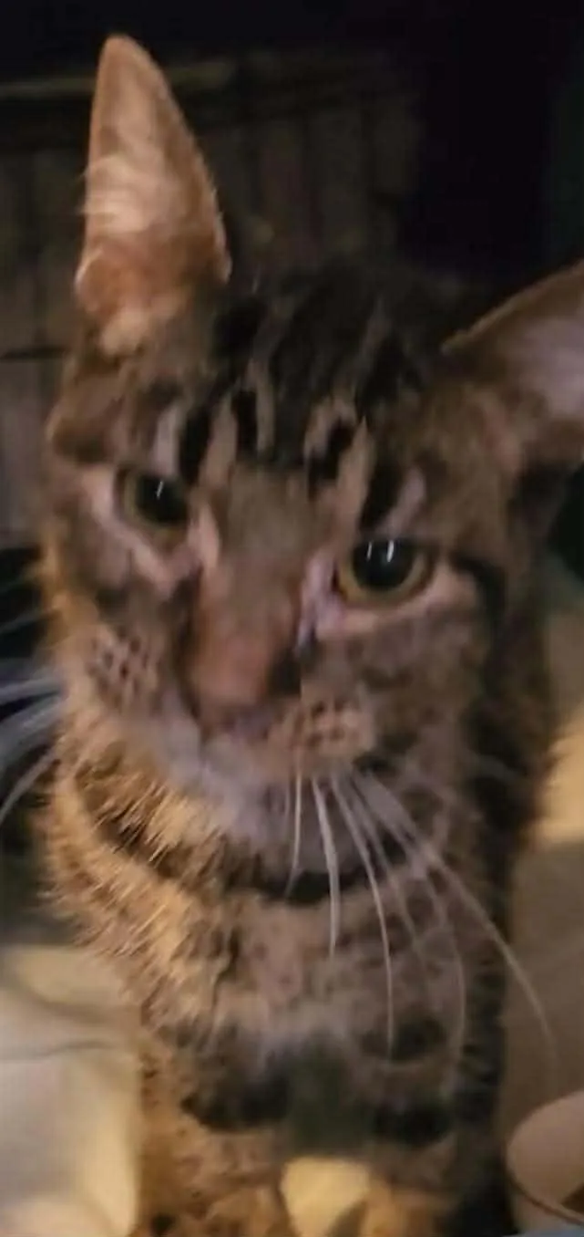 An adult medium-sized female Domestic Short Hair cat named Pebbles for adoption in Dalzell, IL