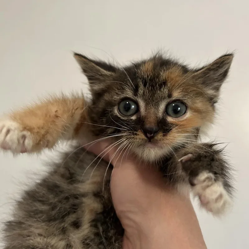 A baby small-sized female Tortoiseshell Domestic Medium Hair cat named Katie for adoption in Brevard, NC