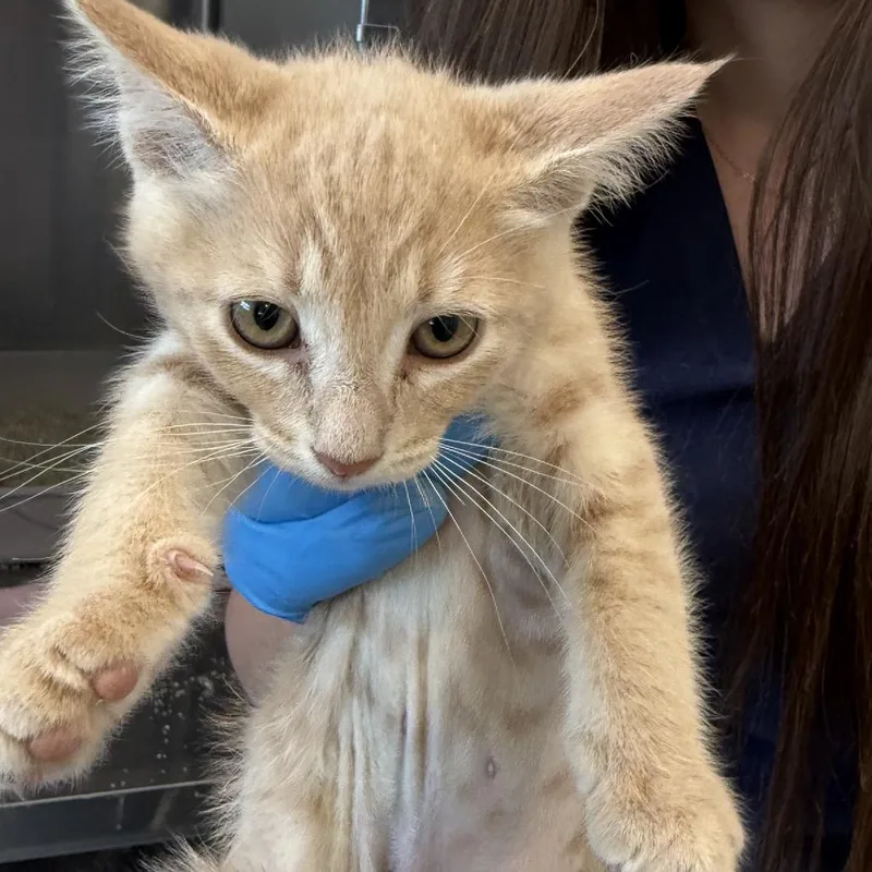 A baby small-sized female Buff / Tan / Fawn Domestic Short Hair cat named Lioness for adoption in Talent, OR