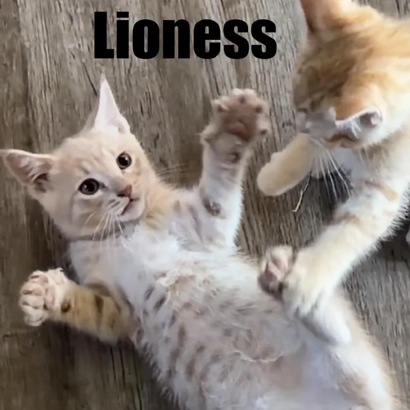 Lioness thumbnail 2