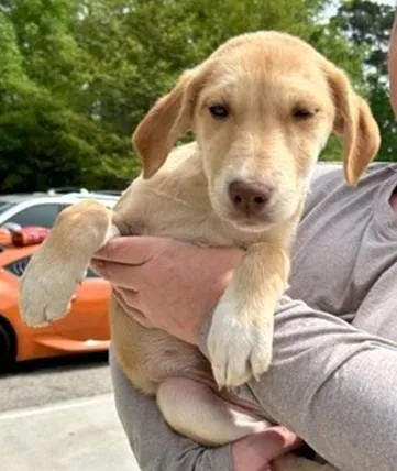 A baby small-sized female Mixed Breed dog named Kate for adoption in Washington, DC