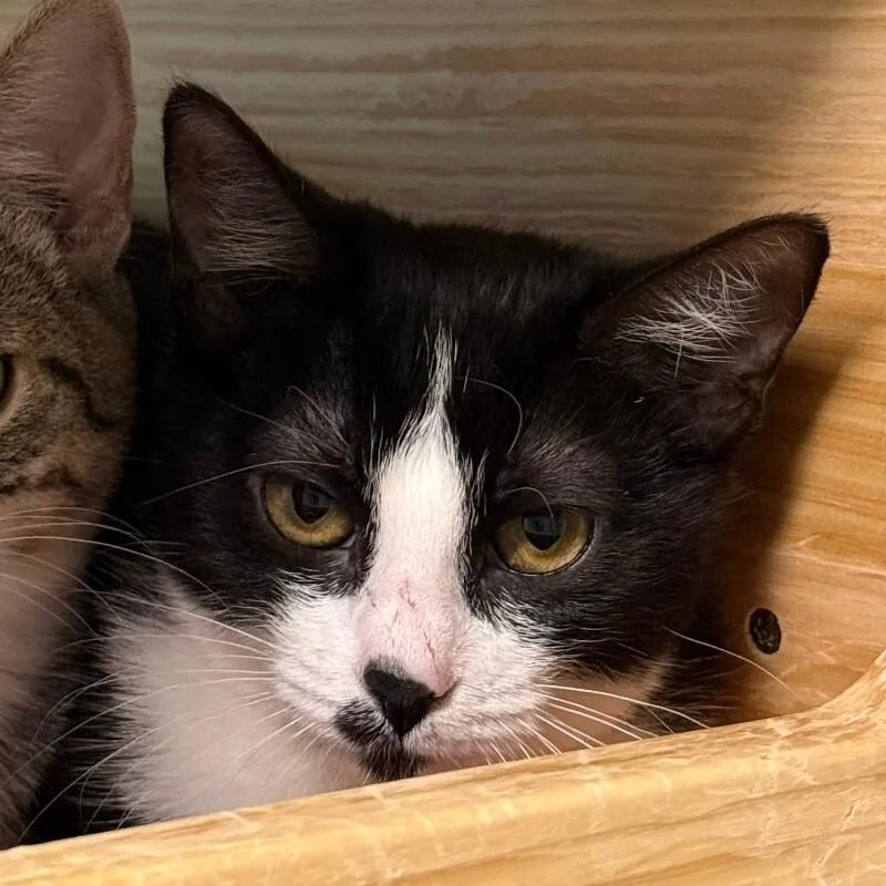 A young medium-sized female Black Domestic Short Hair cat named Mochi for adoption in Fort Collins, CO