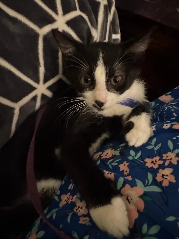 Mochi thumbnail 2