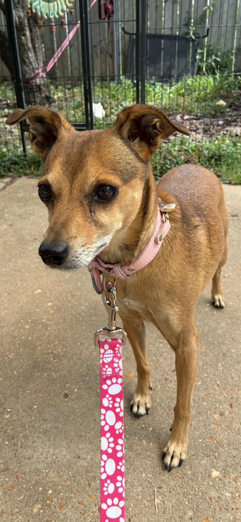 A senior small-sized female Red / Chestnut / Orange Italian Greyhound dog named Peanut for adoption in Saint Louis, MO