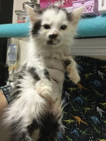 A baby small-sized female Domestic Long Hair cat named Popsicle for adoption in Riverside, CA