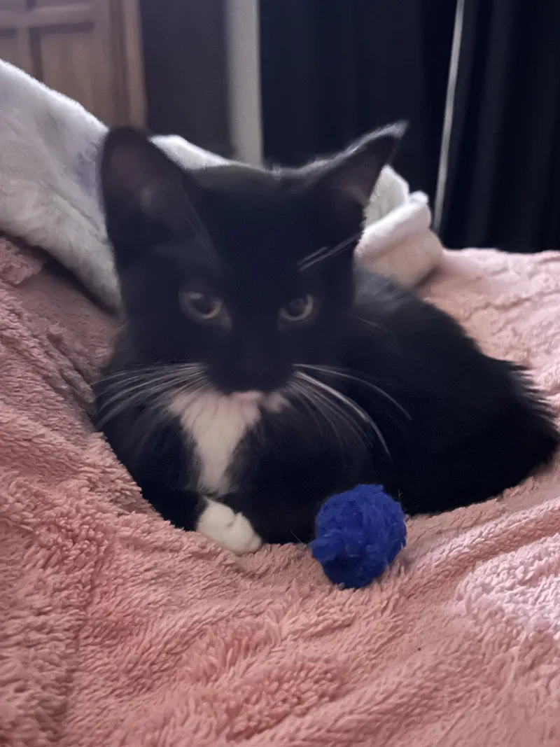 A baby small-sized female Black Domestic Short Hair cat named Sabrina for adoption in Indianapolis, IN