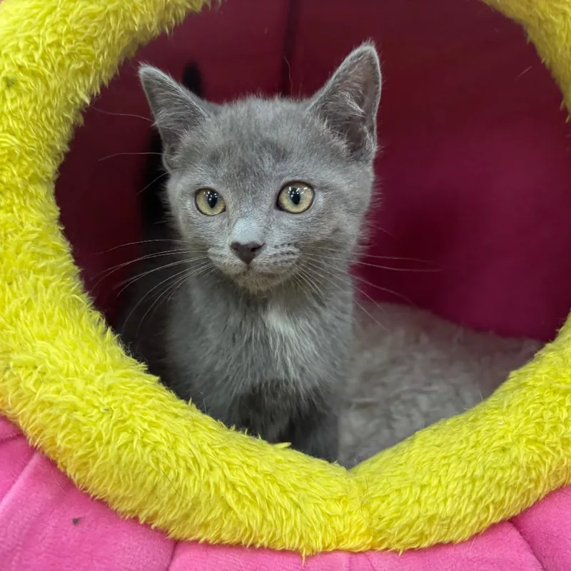 A baby small-sized female Gray / Blue / Silver Domestic Short Hair cat named Royce for adoption in Hattiesburg, MS