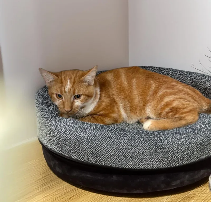 A baby large-sized male Domestic Short Hair cat named Cheese Puff for adoption in Lavonia, GA