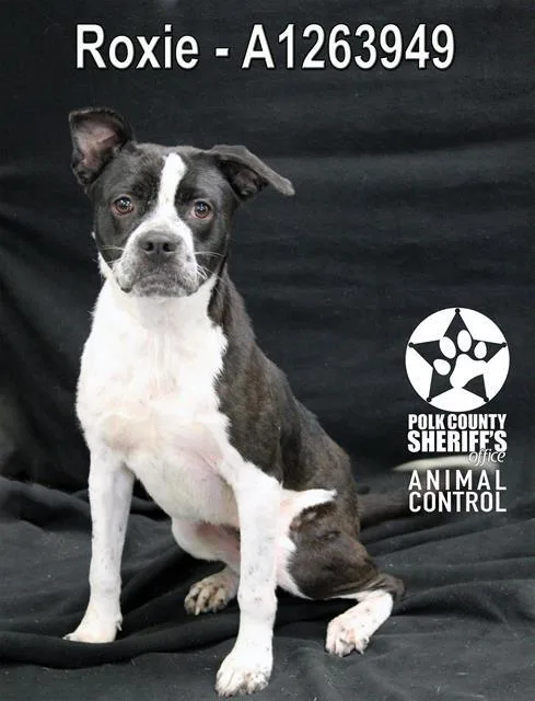 A young medium-sized female American Bulldog dog named Roxie for adoption in Winter Haven, FL